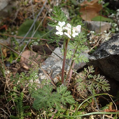 Orlaya daucoides \ M&ouml;hren-Breitsame / Flat-Fruited Orlaya, Small Bur Parsley, Chios Kato Fana 29.3.2016