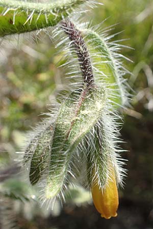 Onosma graeca \ Griechische Lotwurz / Greek Goldendrop, Chios Katavasi 30.3.2016