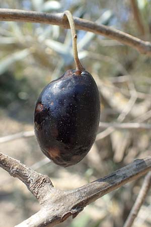 Olea europaea var. europaea \ lbaum / Olive, Chios Pirgi 29.3.2016