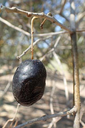 Olea europaea var. europaea \ lbaum / Olive, Chios Pirgi 29.3.2016