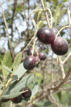 Olea europaea var. europaea \ lbaum / Olive, Chios Kalamoti 2.4.2016
