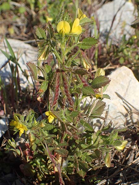 Ononis ornithopodioides \ Vogelfuhnlicher Hauhechel / Bird Restharrow, Chios Elinda 30.3.2016