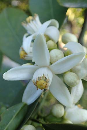 Citrus x sinensis \ Apfelsine, Orangen-Baum / Orange Tree, Chios Kampos 28.3.2016