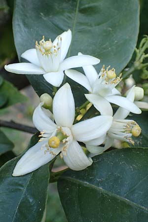 Citrus x sinensis \ Apfelsine, Orangen-Baum / Orange Tree, Chios Kampos 28.3.2016