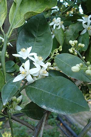 Citrus x sinensis \ Apfelsine, Orangen-Baum / Orange Tree, Chios Kampos 28.3.2016