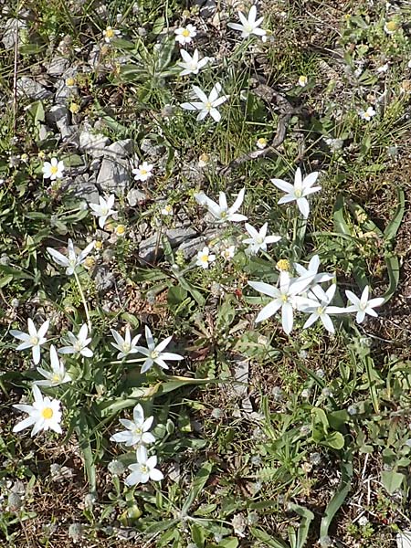 Ornithogalum montanum \ Berg-Milchstern / Mountain Star of Bethlehem, Chios Anavatos 28.3.2016