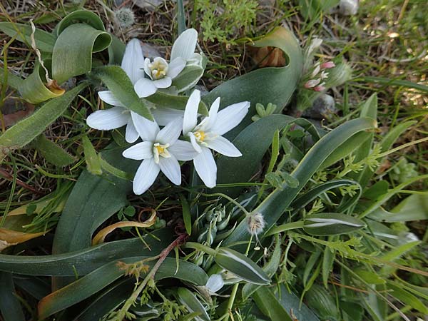Ornithogalum montanum \ Berg-Milchstern / Mountain Star of Bethlehem, Chios Anavatos 28.3.2016