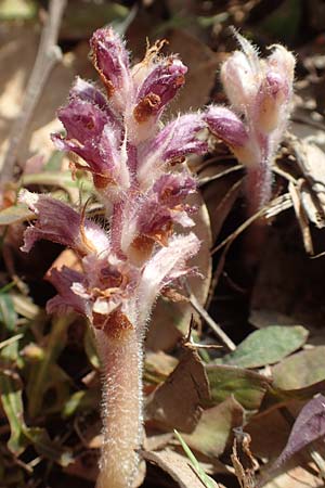 Orobanche pubescens \ Behaarte Sommerwurz / Hairy Broomrape, Chios Olimbi, Agios Dynami 1.4.2016