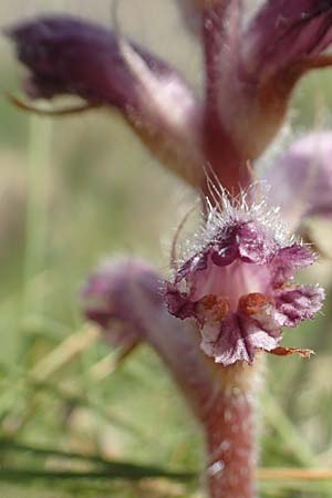 Orobanche pubescens \ Behaarte Sommerwurz / Hairy Broomrape, Chios Olimbi, Agios Dynami 1.4.2016