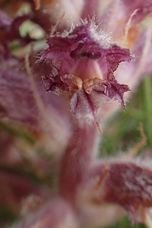 Orobanche pubescens \ Behaarte Sommerwurz / Hairy Broomrape, Chios Olimbi, Agios Dynami 1.4.2016