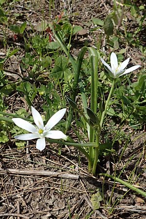 Ornithogalum umbellatum agg. \ Dolden-Milchstern / White Star of Bethlehem, Chios Vavili 28.3.2016