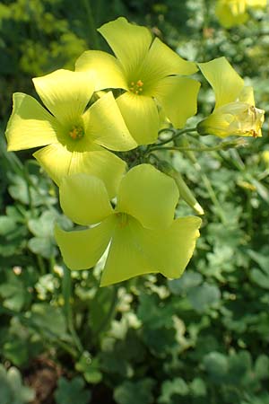 Oxalis pes-caprae \ Nickender Sauerklee / Bermuda Buttercup, Chios Kato Fana 29.3.2016