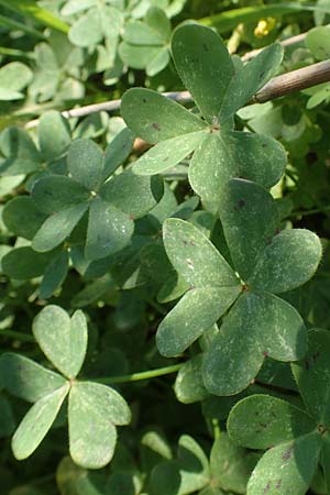 Oxalis pes-caprae \ Nickender Sauerklee / Bermuda Buttercup, Chios Kato Fana 29.3.2016