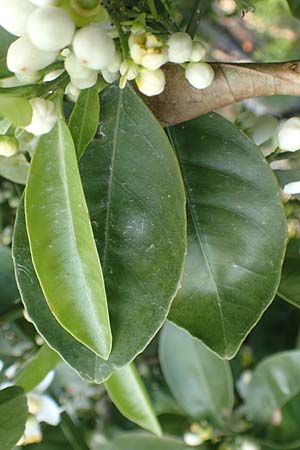 Citrus x sinensis \ Apfelsine, Orangen-Baum / Orange Tree, Chios Kampos 1.4.2016