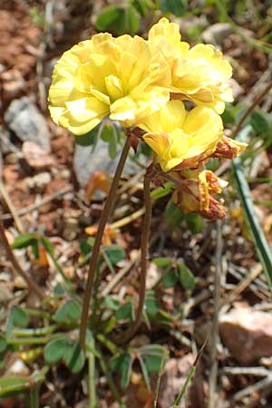 Oxalis pes-caprae \ Nickender Sauerklee / Bermuda Buttercup, Chios Olimbi, Agios Dynami 1.4.2016