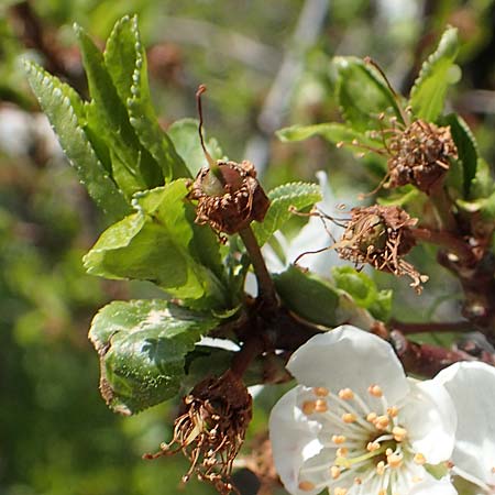 Prunus cocomilia \ Italienische Pflaume / Italian Plum, Chios Avgonima 28.3.2016