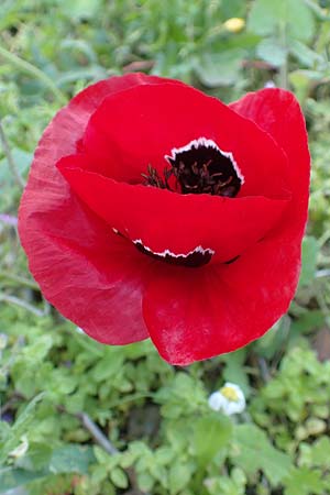 Papaver rhoeas \ Klatsch-Mohn / Common Poppy, Chios Pirgi 29.3.2016