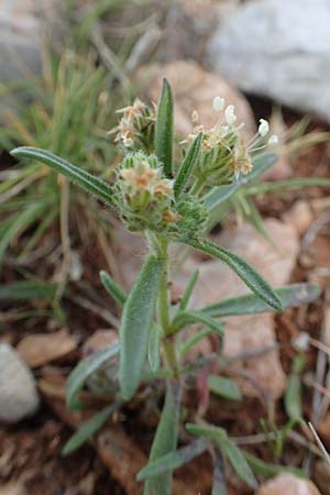 Plantago afra \ Flohsamen-Wegerich / Fleawort, Chios Olimbi, Agios Dynami 1.4.2016