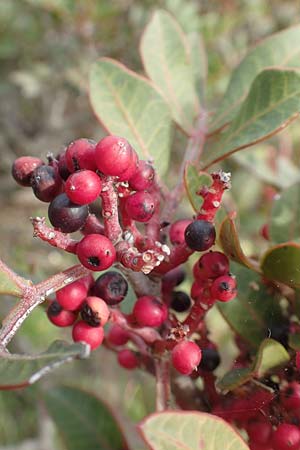 Pistacia lentiscus \ Pistazie / Evergreen Pistache, Chios Emporios 29.3.2016