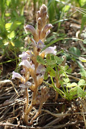 Phelipanche mutelii \ Mutels &Auml;stige Sommerwurz / Mutel's Hemp Broomrape, Chios Vavili 28.3.2016