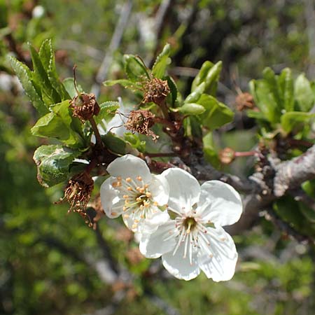 Prunus cocomilia \ Italienische Pflaume / Italian Plum, Chios Avgonima 28.3.2016