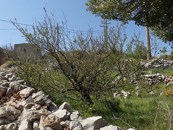 Prunus cocomilia \ Italienische Pflaume / Italian Plum, Chios Avgonima 28.3.2016