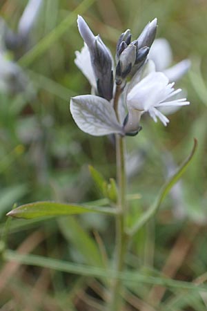 Polygala venulosa \ Geaderte Kreuzblume, Geadertes Kreuzbl&uuml;mchen / Eastern Milkwort, Chios Mesta 2.4.2016
