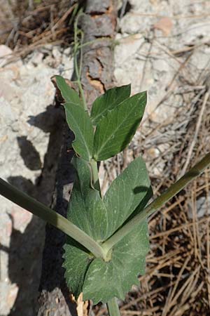 Lathyrus oleraceus subsp. biflorus \ Wilde Erbse, Feld-Erbse / Field Pea, Chios Avgonima 28.3.2016