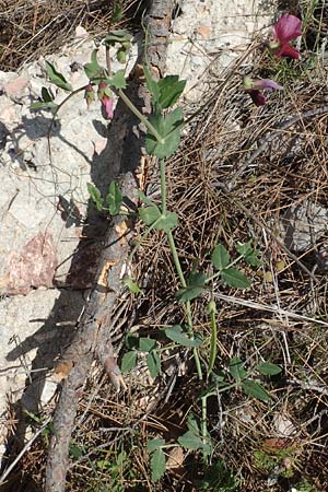 Lathyrus oleraceus subsp. biflorus \ Wilde Erbse, Feld-Erbse / Field Pea, Chios Avgonima 28.3.2016