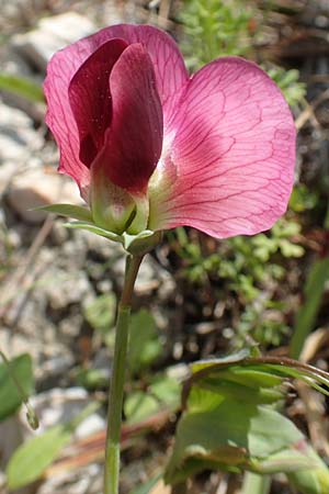 Lathyrus oleraceus subsp. biflorus \ Wilde Erbse, Feld-Erbse / Field Pea, Chios Avgonima 28.3.2016