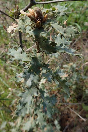 Quercus frainetto \ Ungarische Eiche / Hungarian Oak, Italian Oak, Chios Vavili 28.3.2016