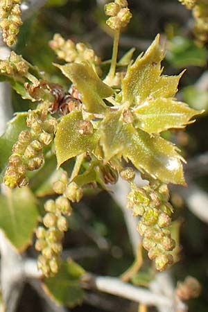 Quercus trojana \ Mazedonische Eiche / Macedonian Oak, Chios Emporios 29.3.2016