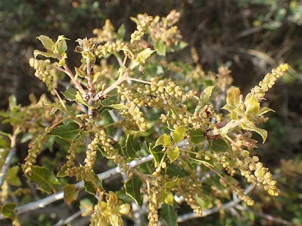 Quercus trojana \ Mazedonische Eiche / Macedonian Oak, Chios Emporios 29.3.2016
