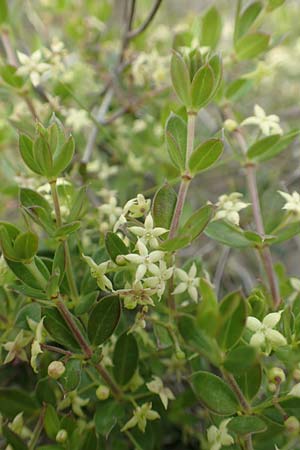 Rubia tenuifolia \ Schmalbl&auml;ttriger R�te / Narrow-Leaved Madder, Himalayan Madder, Chios Mesta 2.4.2016