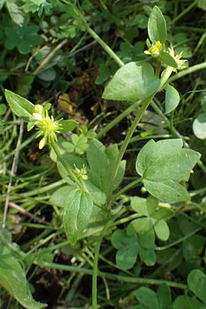 Ranunculus chius \ Chios-Hahnenfu� / Eastern Buttercup, Chios Vavili 28.3.2016