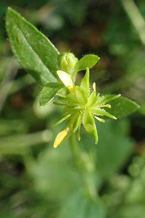Ranunculus chius \ Chios-Hahnenfu� / Eastern Buttercup, Chios Vavili 28.3.2016