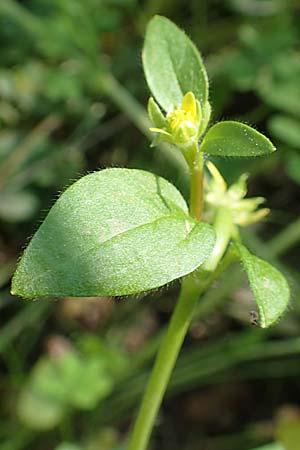 Ranunculus chius \ Chios-Hahnenfu� / Eastern Buttercup, Chios Vavili 28.3.2016