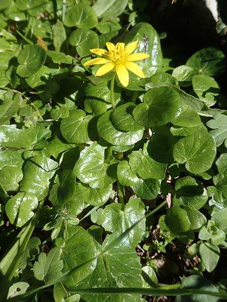Ficaria grandiflora \ Grobltiges Scharbockskraut / Large-Flowered Celandine, Chios Viki 31.3.2016