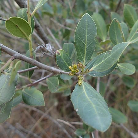 Phillyrea latifolia \ Breitbl�ttrige Steinlinde / Broad-Leaved Phillyrea, Chios Nea Moni 28.3.2016
