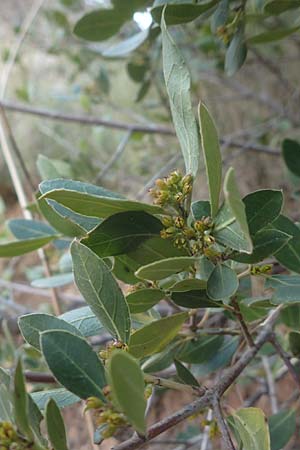 Phillyrea latifolia \ Breitbl�ttrige Steinlinde / Broad-Leaved Phillyrea, Chios Nea Moni 28.3.2016