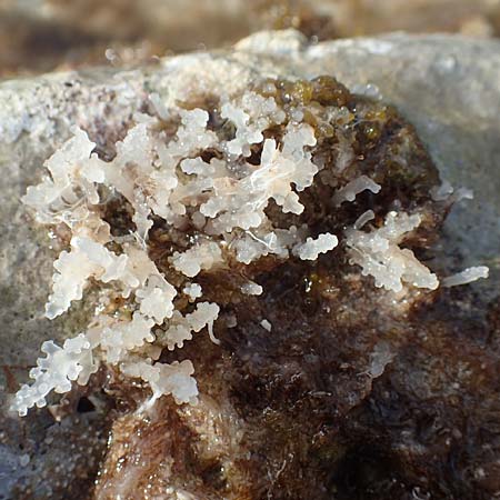 Rhodophytina spec6 ? \ Rot-Alge / Red Alga, Chios Olimbi, Agios Dynami 1.4.2016