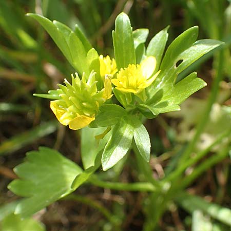 Ranunculus muricatus \ Stachelfr&uuml;chtiger Hahnenfu� / Rough-Fruited Buttercup, Chios Olimbi 1.4.2016