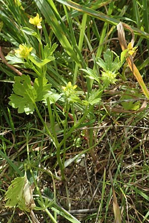 Ranunculus muricatus \ Stachelfr&uuml;chtiger Hahnenfu� / Rough-Fruited Buttercup, Chios Olimbi 1.4.2016