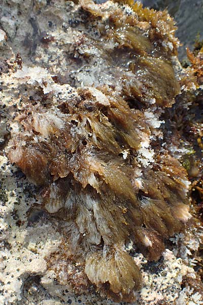 Rhodophytina spec7 ? \ Rot-Alge / Red Alga, Chios Olimbi, Agios Dynami 1.4.2016