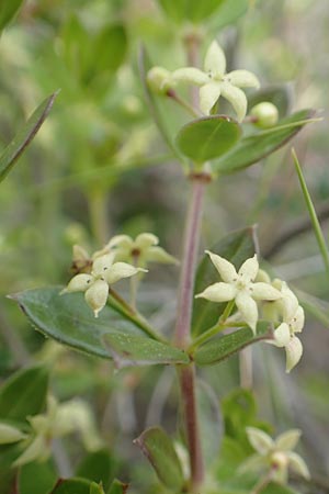 Rubia tenuifolia \ Schmalbl&auml;ttriger R�te / Narrow-Leaved Madder, Himalayan Madder, Chios Mesta 2.4.2016
