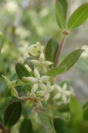 Rubia tenuifolia \ Schmalbl&auml;ttriger R�te / Narrow-Leaved Madder, Himalayan Madder, Chios Mesta 2.4.2016
