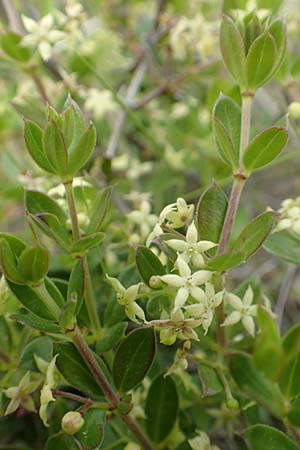 Rubia tenuifolia \ Schmalbl&auml;ttriger R�te / Narrow-Leaved Madder, Himalayan Madder, Chios Mesta 2.4.2016