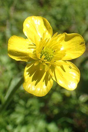 Ranunculus gracilis \ Zierlicher Hahnenfu� / Gracile Buttercup, Chios Viki 31.3.2016