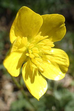 Ranunculus reuterianus \ Reuters Hahnenfu� / Reuter's Buttercup, Chios Viki 31.3.2016