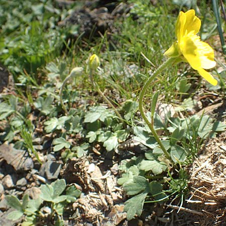 Ranunculus reuterianus \ Reuters Hahnenfu� / Reuter's Buttercup, Chios Viki 31.3.2016